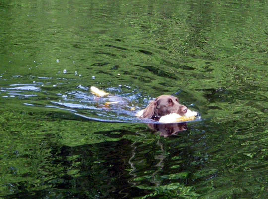 Jagdhund im Wasser